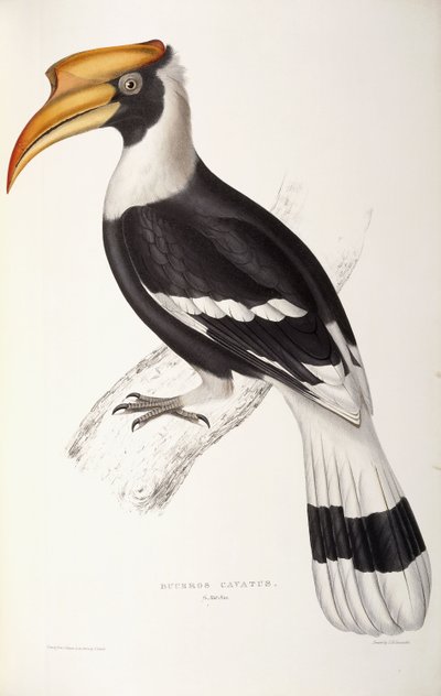 Buceros Cavatus von John Gould