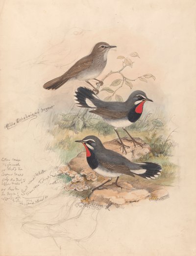 Calliope Tschebaiewi, Prjev. von John Gould
