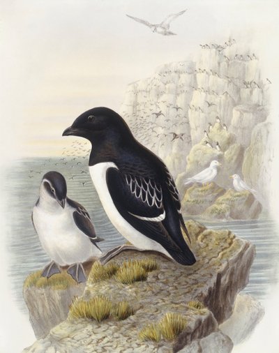 Krabbentaucher (Alle alle), Gravur von John Gould von John Gould