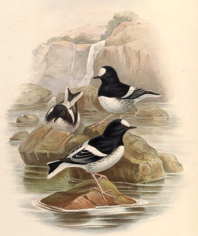 Enicurus scouleri von John Gould