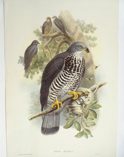 Wespenbussard (Pernis apivorus) von John Gould