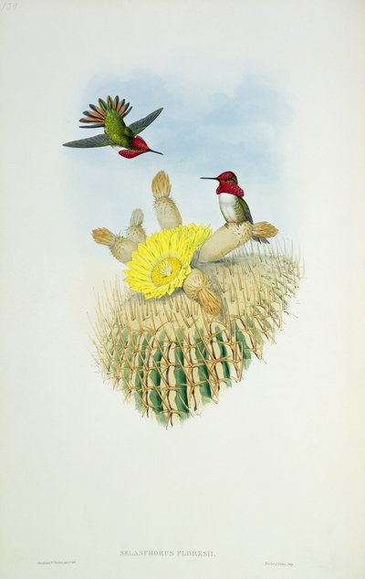 Kolibri, graviert von Walter und Cohn von John Gould