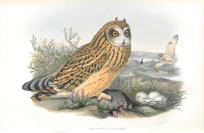 Illustration von Brachyotus Palustris (Sumpfohreule) von John Gould