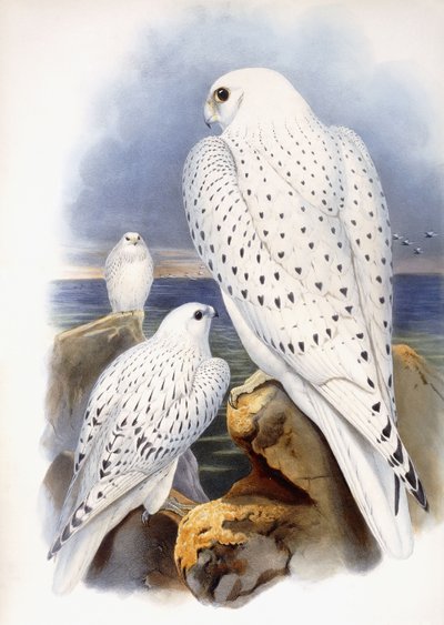 Illustration von Falken, 1873 von John Gould