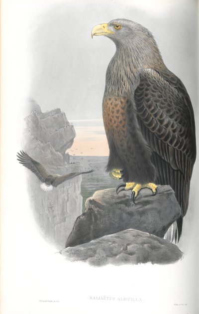 Illustration des Seeadlers von John Gould