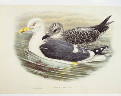 Heringsmöwe (Larus fuscus) von John Gould