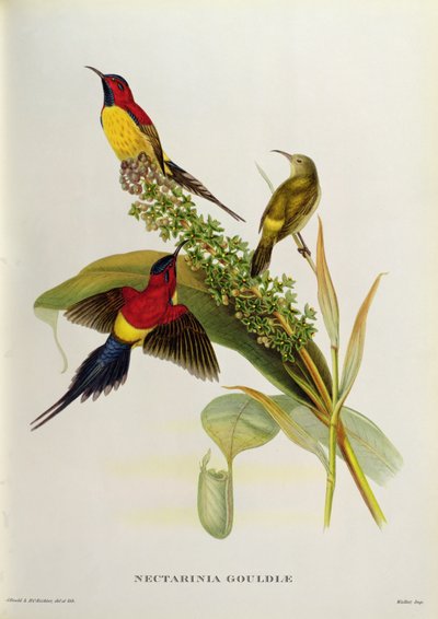 Nectarinia Gouldae aus 