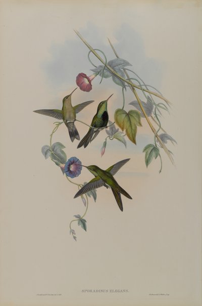 Sporadinus Elegans: St. Domingo Kolibri von John Gould