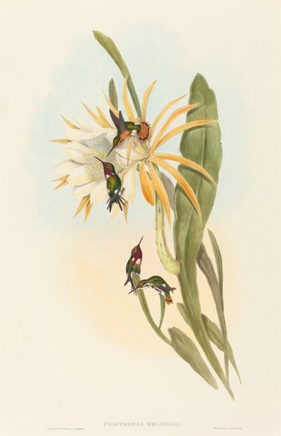 Calothorax heliodori von John Gould and H.C. Richter