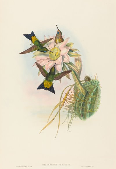Eriocnemis vestitus (Glühender Puff-Leg) von John Gould and H.C. Richter