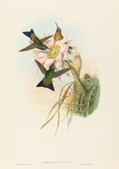 Eriocnemis vestitus (Glühender Puff-Leg) von John Gould and H.C. Richter