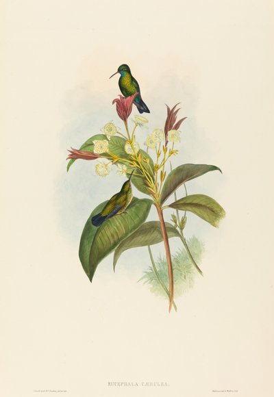 Eucephala caerulea (Blaukehlsaphir) von John Gould and H.C. Richter