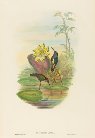 Hylocharis lactea (Saphirbrust-Smaragd) von John Gould and H.C. Richter