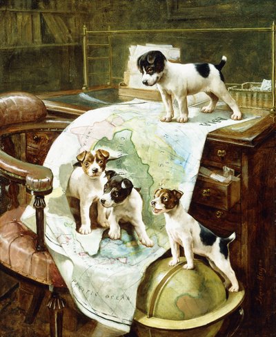 Gut gereiste Jack Russell Welpen von John Hayes