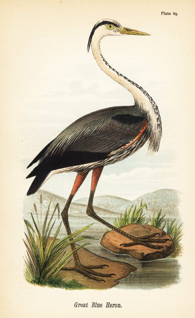 Kanadareiher, Ardea herodias von John James (after) Audubon