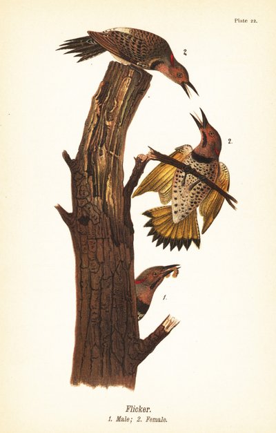 Goldspecht, Colaptes auratus von John James (after) Audubon