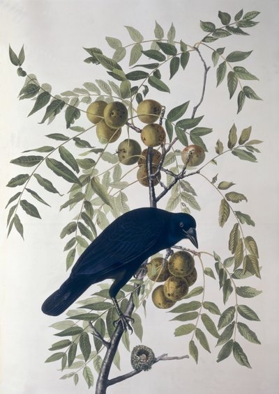 Amerikanische Krähe, aus Birds of America von John James Audubon