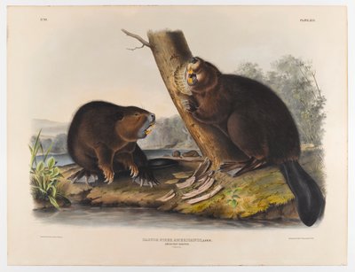 Amerikanischer Biber, 1844 von John James Audubon