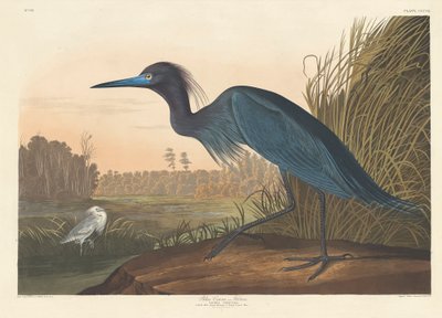 Blauer Kranich oder Reiher, 1836 von John James Audubon