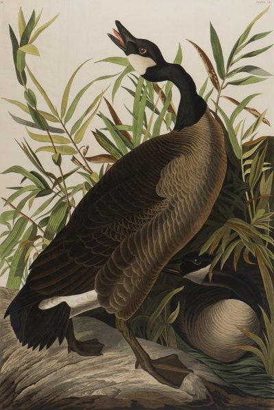 Kanadagans, 1827-1838 von John James Audubon