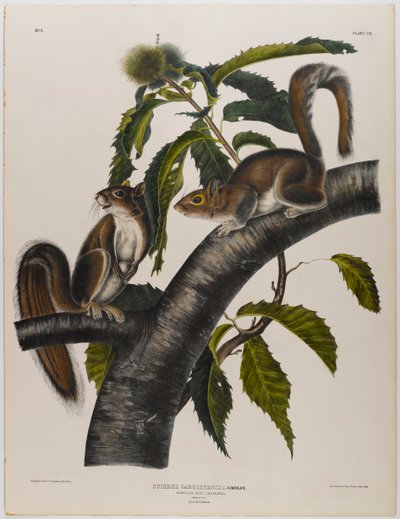 Carolina-Grauhörnchen von John James Audubon