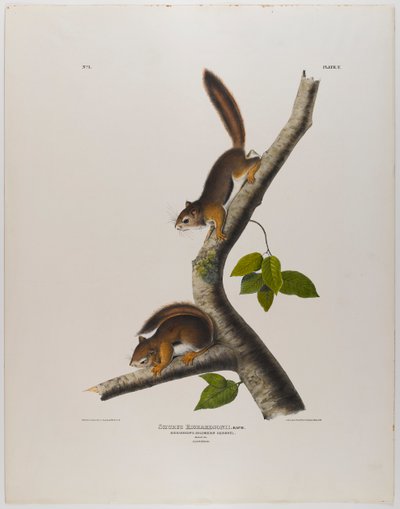 Kolumbianisches Eichhörnchen von John James Audubon