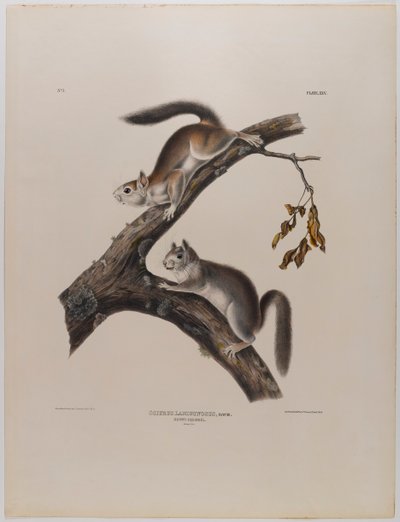 Flaumeichhörnchen von John James Audubon
