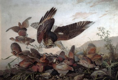 Falken greifen Rebhühner an, 1826 von John James Audubon