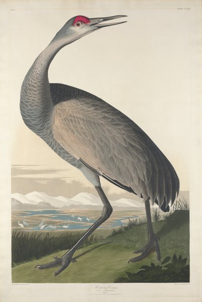 Schreikranich, 1835 von John James Audubon