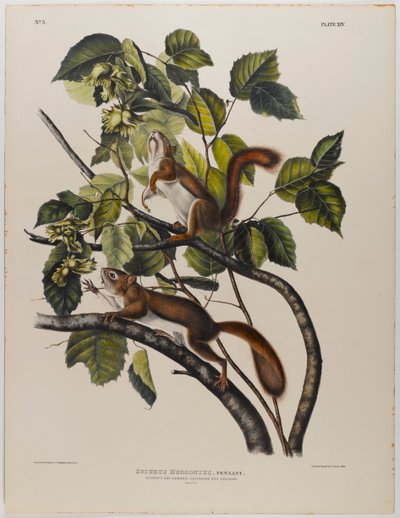 Hudsons Bay Eichhörnchen von John James Audubon