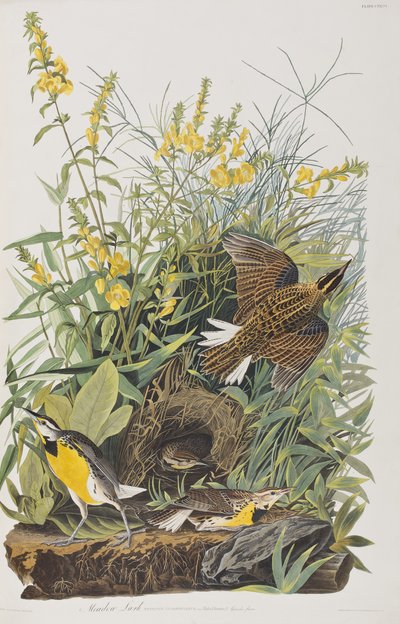 Illustration aus 