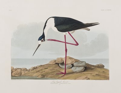 Illustration aus 