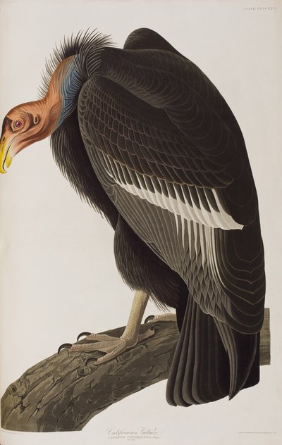 Illustration aus 