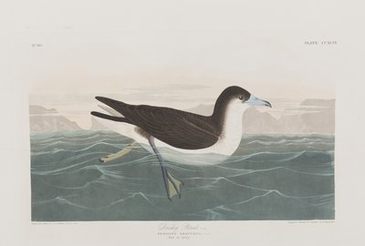 Illustration aus 