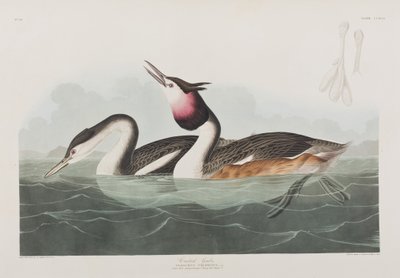 Illustration aus 