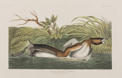 Illustration aus 