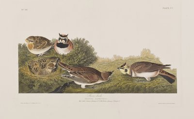 Illustration aus 