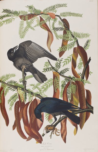 Illustration aus 