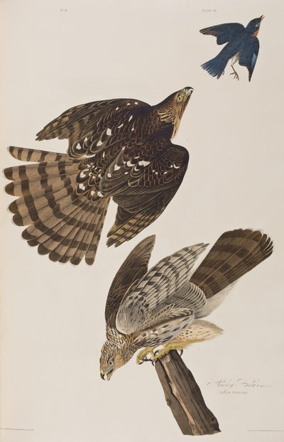 Illustration aus 