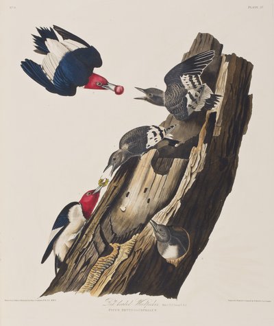 Illustration aus 
