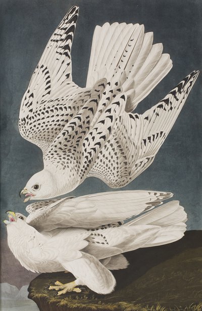 Illustration aus 