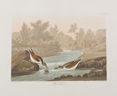 Illustration aus 