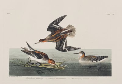 Illustration aus 