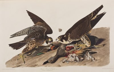 Illustration aus 