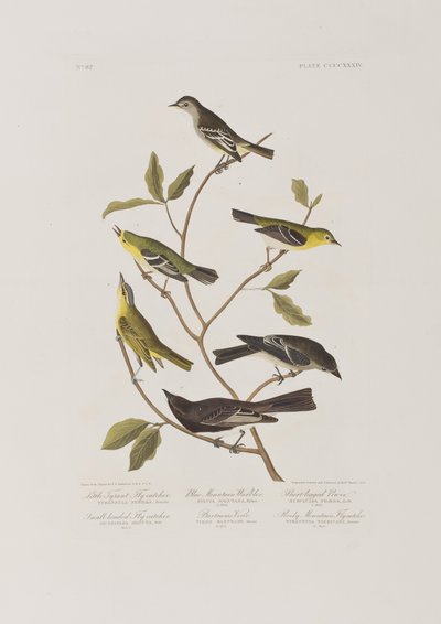 Illustration aus 