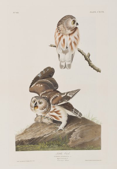 Illustration aus 