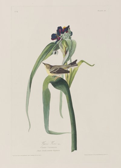 Illustration aus 