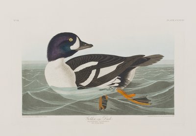 Illustration aus 