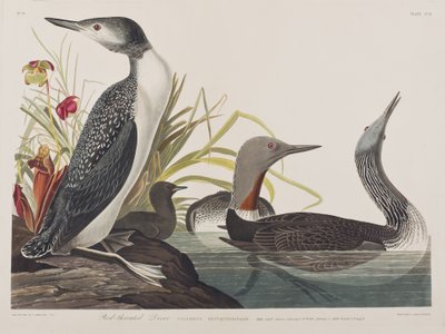 Illustration aus 