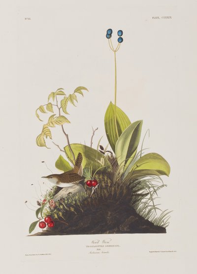 Illustration aus 